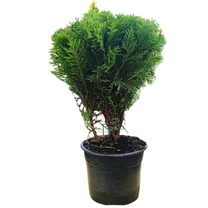 Tuia glob (Thuja occ. Danica) 20 cm