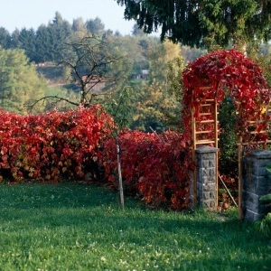 Vita japoneza (Parthenocissus tricuspidata Veitchii) - Img 4