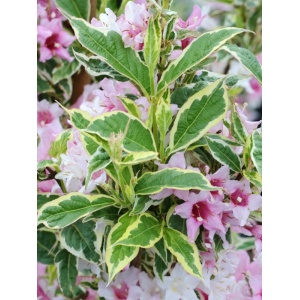 Weigela variegata (Weigela florida Nana Variegata) - Img 1