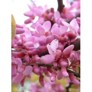 Arborele de Iudeea (Cercis siliquastrum) - Img 1