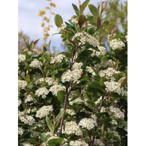 Aronia nero (Aronia prunifolia Nero) - Img 2