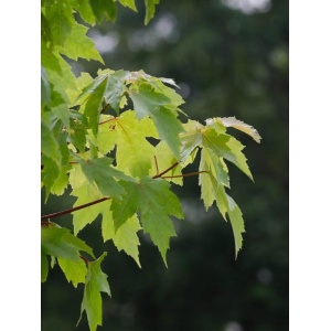 Artar Freeman (Acer freemanii Autumn blaze) - Img 3