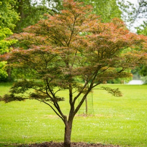 Artar japonez (Acer palmatum) 20-30 cm - Img 2