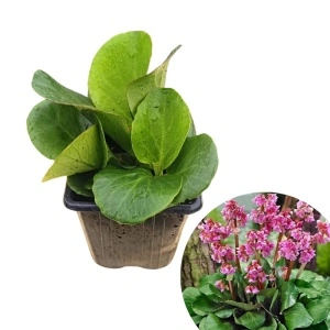 Bădan (Bergenia cordifolia Rose)