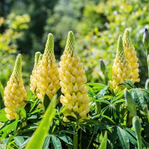 Cafelute galbene (Lupinus p. Legendary yellow shades) - Img 2