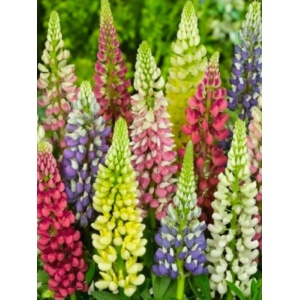 Cafelute mix (Lupinus Legend mixed) P9