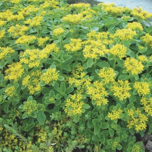Covoras stancarie (Sedum selskianum) - Img 2