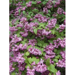 Deutia (Deutzia scabra Tourbillon rouge) - Img 2