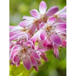 Deutzia roz (Deutzia hybrida Strawberry Fields) - Img 2