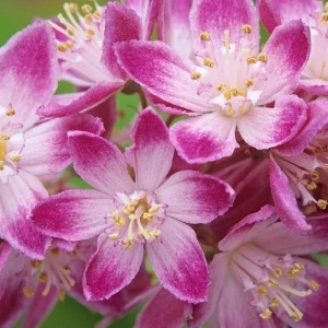 Deutzia roz (Deutzia hybrida Strawberry Fields) - Img 3