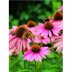Echinaceea roz (Echinacea magnus)