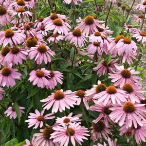 Echinaceea roz (Echinacea magnus) - Img 5