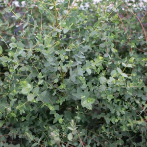 Eucalipt (Eucalyptus parvula Small Leaved Gum Oliva) - Img 3