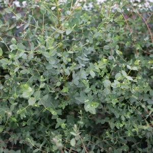 Eucalipt (Eucalyptus parvula Small Leaved Gum Oliva) - Img 4