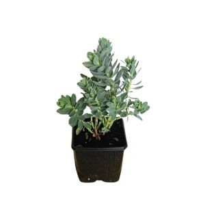 Euforbie (Euphorbia myrsinites)