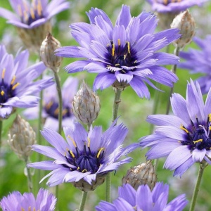 Flori nemuritoare albastre (Catanache Blue) - Img 2
