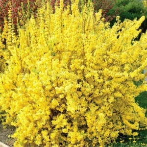 Forsitia (Forsythia int. Lynwood) - Img 5