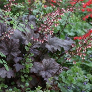 Heuchera am. Palace Purple - Img 2
