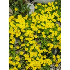 Iarbă de gheață galbenă (Delosperma congestum Yellow) - Img 2