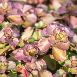 Iarba de soaldina (Sedum spurium Purpur Winter) - Img 6