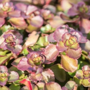 Iarba de soaldina (Sedum spurium Purpur Winter) - Img 6