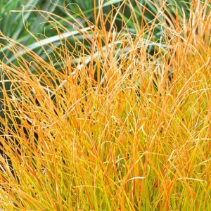 Iarbă decorativă (Carex testacea Prairie Fire) - Img 4