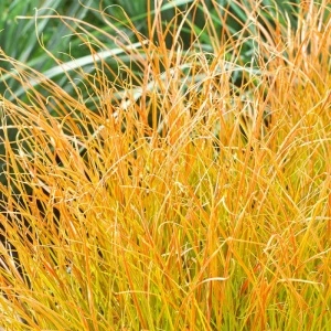 Iarbă decorativă (Carex testacea Prairie Fire) - Img 3