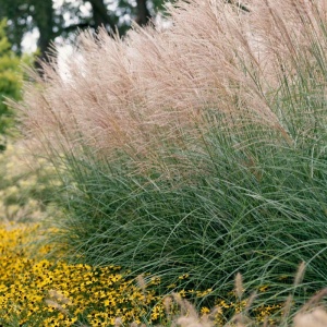 Iarba elefantului (Miscanthus sinensis) - Img 2