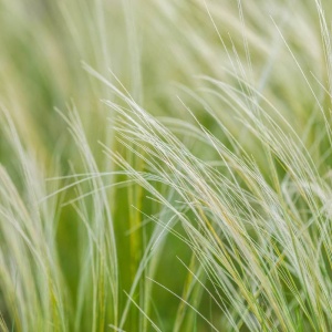 Iarba ornamentală (Stipa tenuissima Pony Tail) - Img 6