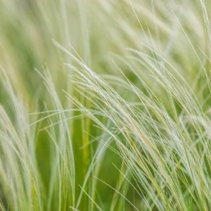 Iarba ornamentală (Stipa tenuissima Pony Tail) - Img 4