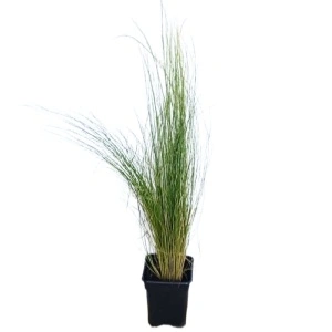 Iarba ornamentală (Stipa tenuissima Pony Tail)