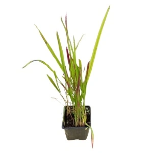 Iarba rosie (Imperata cylindrica Red Baron)