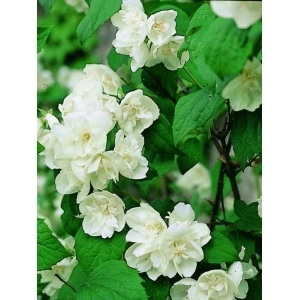 Iasomie batuta (Philadelphus virginal) - Img 2