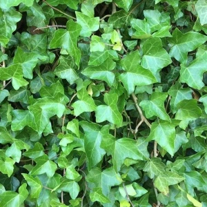 Iedera (Hedera helix) - Img 5