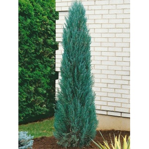 Ienupar sageata (Juniperus Blue Arrow)