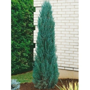 Ienupar sageata (Juniperus Blue Arrow)