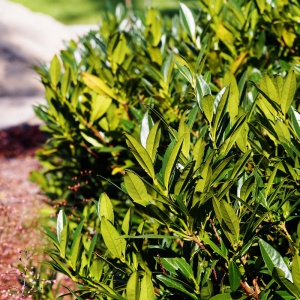 Laur englezesc, laurocires (Prunus lauracerasus Caucasica) - Img 2