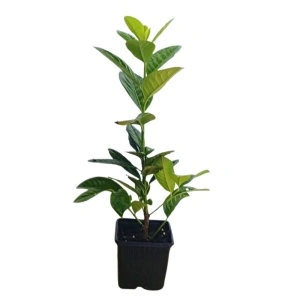 Laur englezesc (Prunus laurocerasus Novita)