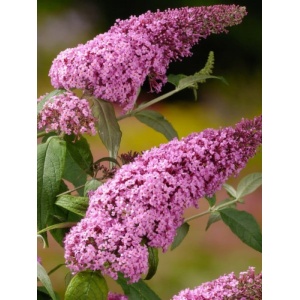 Liliac de vara roz (Buddleja dav. Pink Delight)