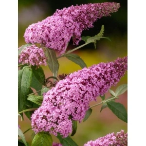 Liliac de vara roz (Buddleja dav. Pink Delight) - Img 2