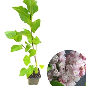 Liliac Krasavica (Syringa v. Krasavica M.)