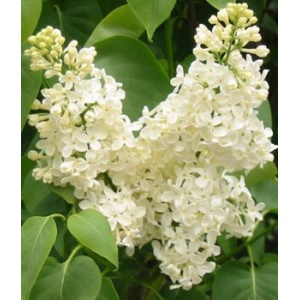 Liliac Primrose (Syringa vulgaris Primrose)