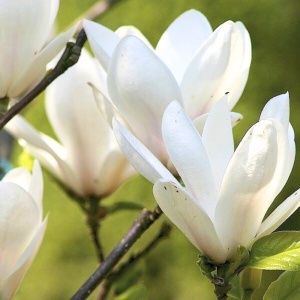 Magnolia alba Superba (Magnolia soul. Alba Superba) - Img 2