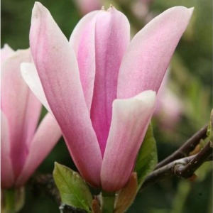Magnolia mirositoare (Magnolia Heaven Scent) - Img 3