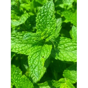Menta (Mentha spicata Morrocan mint)