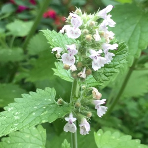 Menta pisicii (Nepeta cataria) - Img 2