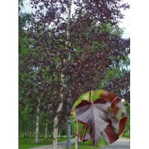 Mesteacan rosu ( Betula pendula purpurea) - Img 1