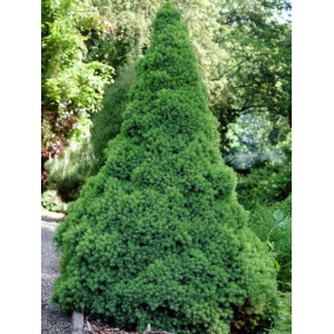 Molid conic (Picea glauca Conica) - Img 1