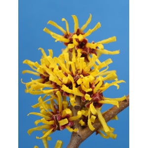 Nucul, alunul vrajitoarelor (Hamamelis virginiana) - Img 2