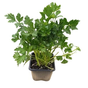 Patrunjel (Petroselinum crispum Gigante D'Italia)